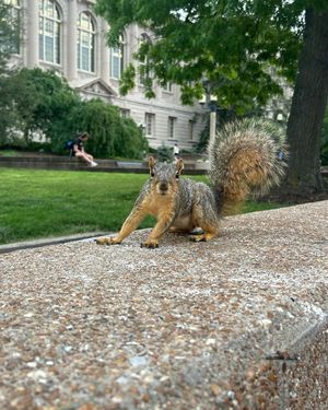 Image post by @squirrels.mizzou on Instagram