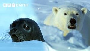 Video post by @bbcearth on YouTube