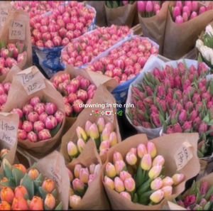 Video post by @avenoirscotties on TikTok