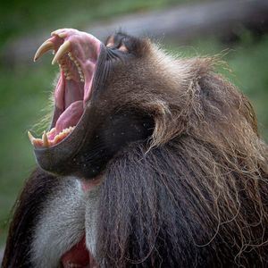 Image post by @sandiegozoo on Instagram