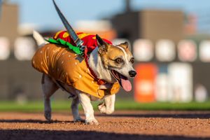 Image post by @TheChicagoDogs on Twitter