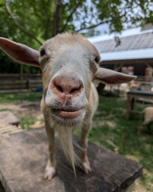 Image post by @bhamzoo on Instagram