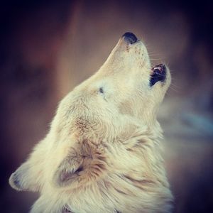 Image post by @sandiegozoo on Instagram