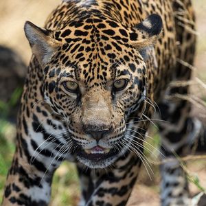 Image post by @sandiegozoo on Instagram