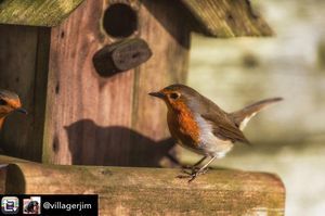 Image post by @rspb on Instagram
