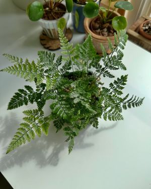 Image post by @reenasplants on Instagram