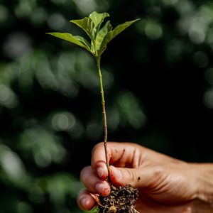 Image post by @kauaicoffeeco on Instagram