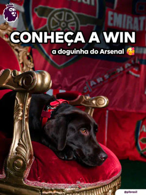 Image post by @plbrasil on TikTok