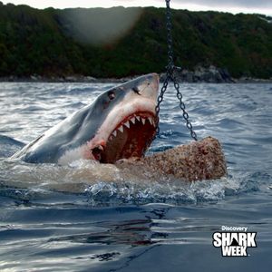 Image post by @sharkweek on Instagram