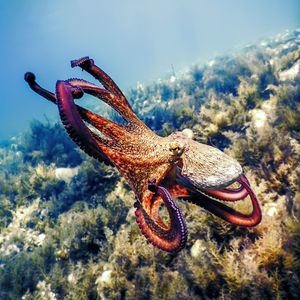 Image post by @discovery on Instagram