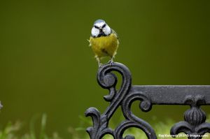 Image post by @rspb on Instagram