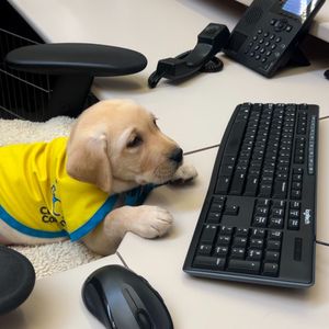 Image post by @canineorg on Instagram