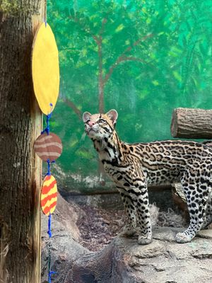 Image post by @bhamzoo on Instagram