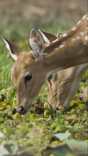 Video post by @bbcearth on TikTok