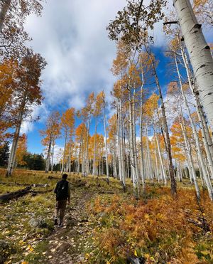 Image post by @nauflagstaff on Instagram