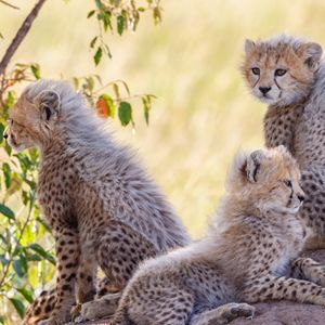 Image post by @animalplanet on Instagram