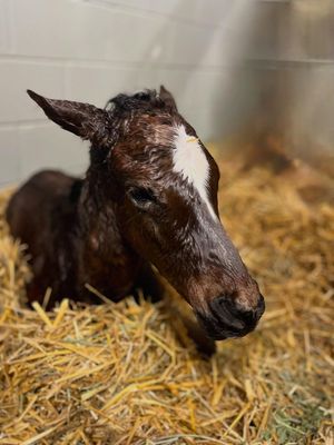Image post by @godolphin on Instagram