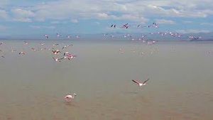 Video post by @bbcearth on YouTube