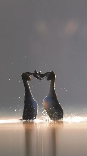 Video post by @bbcearth on Instagram