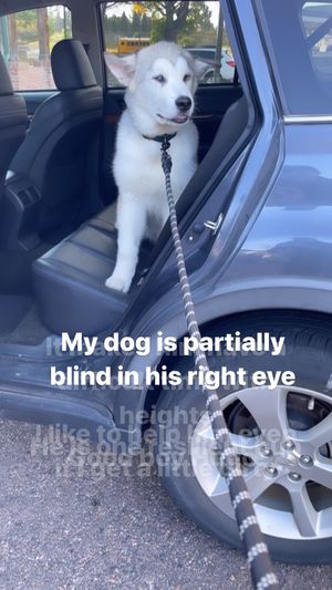 Video post by @hugo_themalamute on Instagram