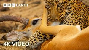 Video post by @bbcearth on YouTube