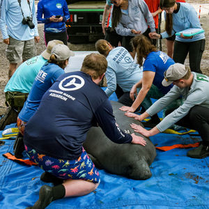 Image post by @cmaquarium on Instagram