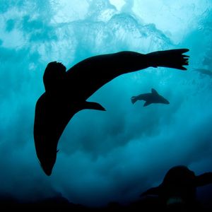 Image post by @oceana on Instagram