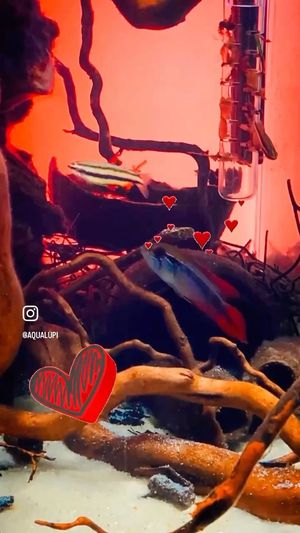 Video post by @aqualupi on Instagram