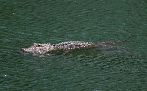 Image post by @tampabaytimes on Instagram