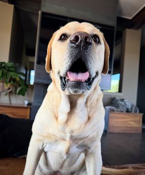 Image post by @willweyer on Instagram