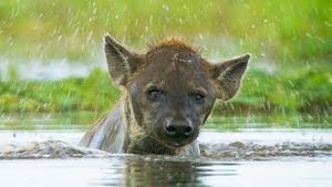 Video post by @bbcearth on YouTube