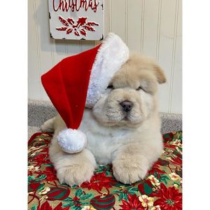 Image post by @pupcorntreats on Instagram