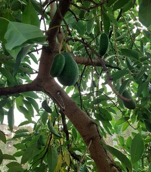 Image post by @avokadolimoncom on Instagram