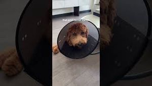 Video post by @tedflixnchill on YouTube