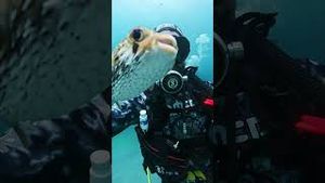 Video post by @gopro on YouTube