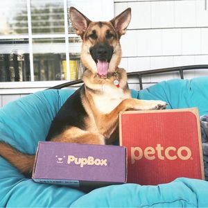 Image post by @petco on Instagram