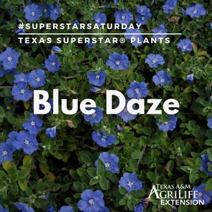 Image post by @txextension on Instagram