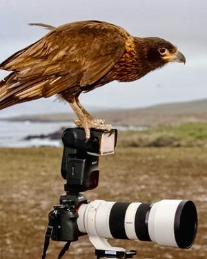Image post by @paulnicklen on Instagram