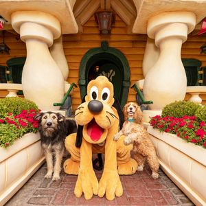 Image post by @disneypets on Instagram