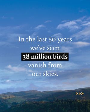 Image post by @rspb on Instagram