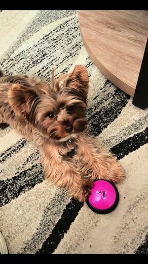 Video post by @thepuigfamily on TikTok