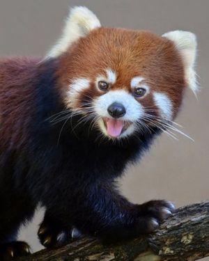 Image post by @sandiegozoo on Instagram