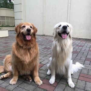 Image post by @mikethewhitegolden on Instagram