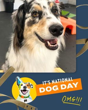 Image post by @dogtopiagr on Instagram