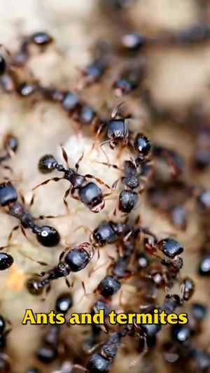 Video post by @bugbustersusa on Facebook