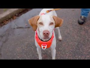 Video post by @AnimalHumaneSocietyMN on YouTube