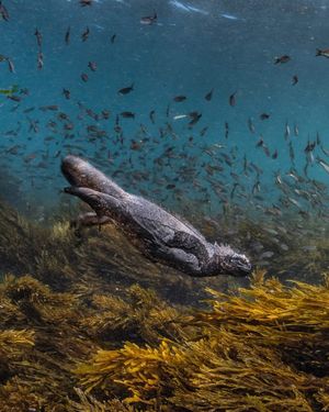 Image post by @sealegacy on Instagram