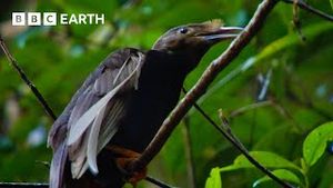 Video post by @bbcearth on YouTube