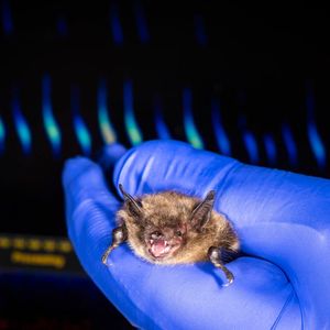 Image post by @thetorontozoo on Instagram
