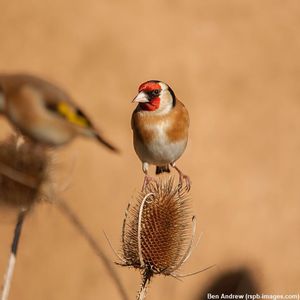 Image post by @rspb on Instagram